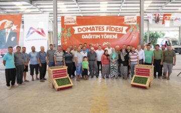 domates fidesi